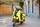 скутер Nexus Classic 150 yellow (14123540288911)