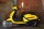 скутер Nexus Classic 150 yellow (14123540299075)