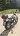 Мотоцикл Suzuki RV 125 (VanVan 125) VanVan 125 (15344235663398)